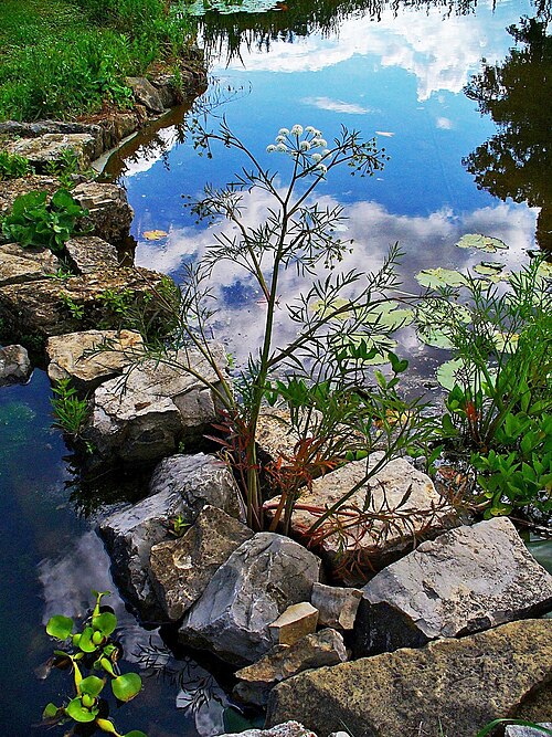 Mackenzie's water hemlock: Cicuta virosa , Apiaceae, Cowbane, Northern Water Hemlock, habitus. The fresh subterranean parts of the blooming plant are used in homeopathy as remedy: Cicuta