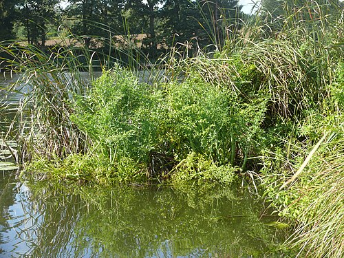 Mackenzie's water hemlock: Cicuta virosa , Virngrund, Deutschland