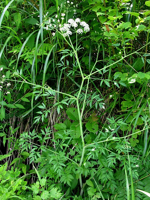 Mackenzie's water hemlock: Cicuta virosa , Aizu area, Fukushima pref., Japan