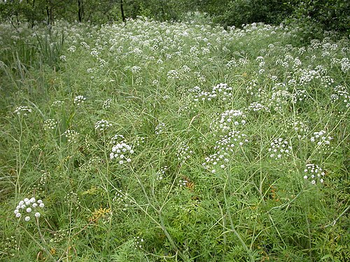 Mackenzie's water hemlock: Cicuta virosa Creutzwald (Moselle), France
