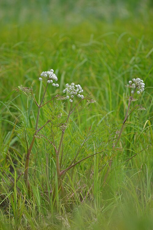 Mackenzie's water hemlock: Cowbane