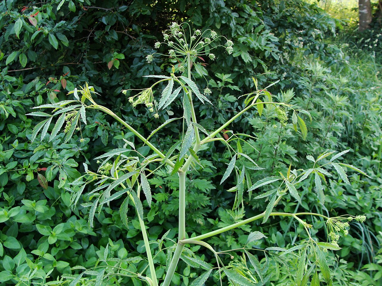 Mackenzie's water hemlock: Cicuta virosa