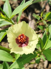 Cienfuegosia affinis (Cienfuegosia affinis)