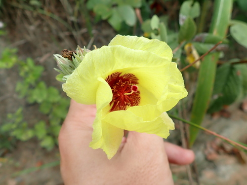 Cienfuegosia affinis (Cienfuegosia affinis)