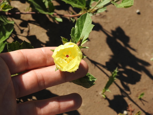 Yellow flymallow (Cienfuegosia drummondii)