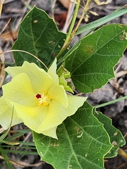 Yellow flymallow (Cienfuegosia drummondii)