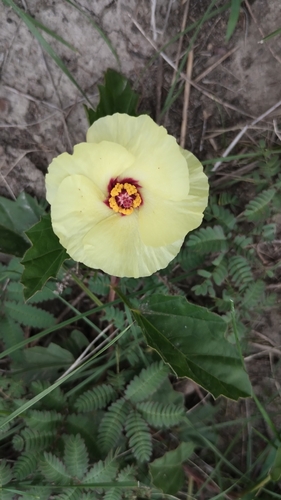 Yellow flymallow (Cienfuegosia drummondii)
