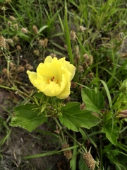 Yellow flymallow (Cienfuegosia drummondii)