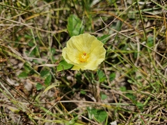 Yellow flymallow (Cienfuegosia drummondii)