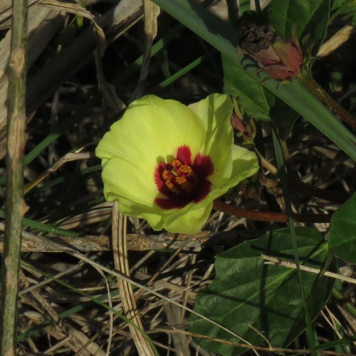 Yellow flymallow (Cienfuegosia drummondii)