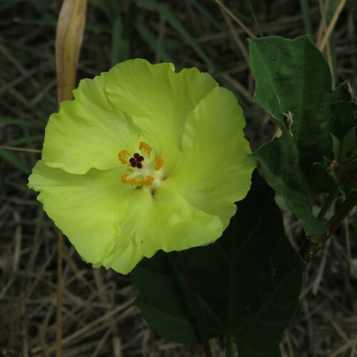 Yellow flymallow (Cienfuegosia drummondii)