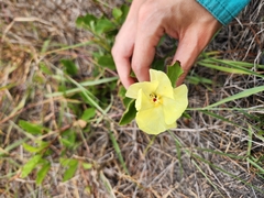 Yellow flymallow (Cienfuegosia drummondii)