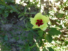 Yellow flymallow (Cienfuegosia drummondii)