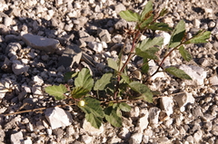 Yellow flymallow (Cienfuegosia drummondii)