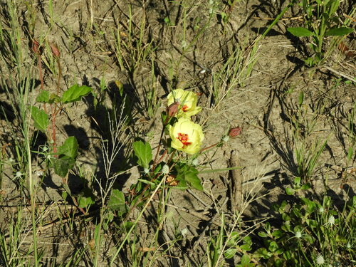 Yellow flymallow (Cienfuegosia drummondii)