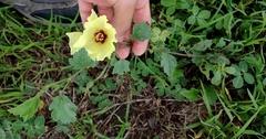 Cienfuegosia hispida (Cienfuegosia hispida)