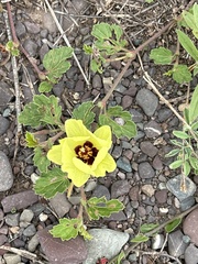 Cienfuegosia hispida (Cienfuegosia hispida)