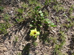 Cienfuegosia hispida (Cienfuegosia hispida)
