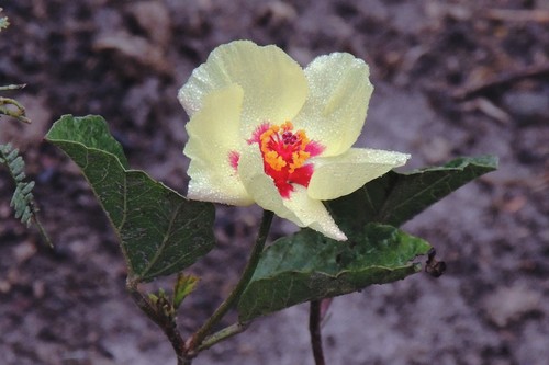 Cienfuegosia hispida (Cienfuegosia hispida)