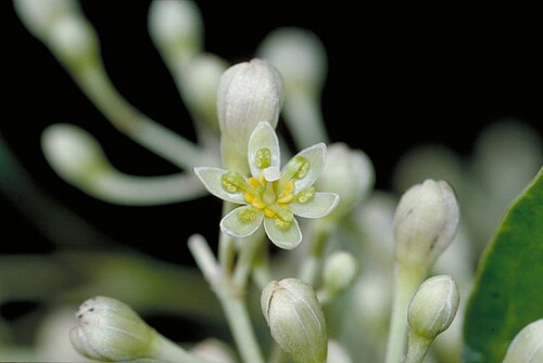 Cinnamomum baileyanum: Cinnamomum baileyanum flower