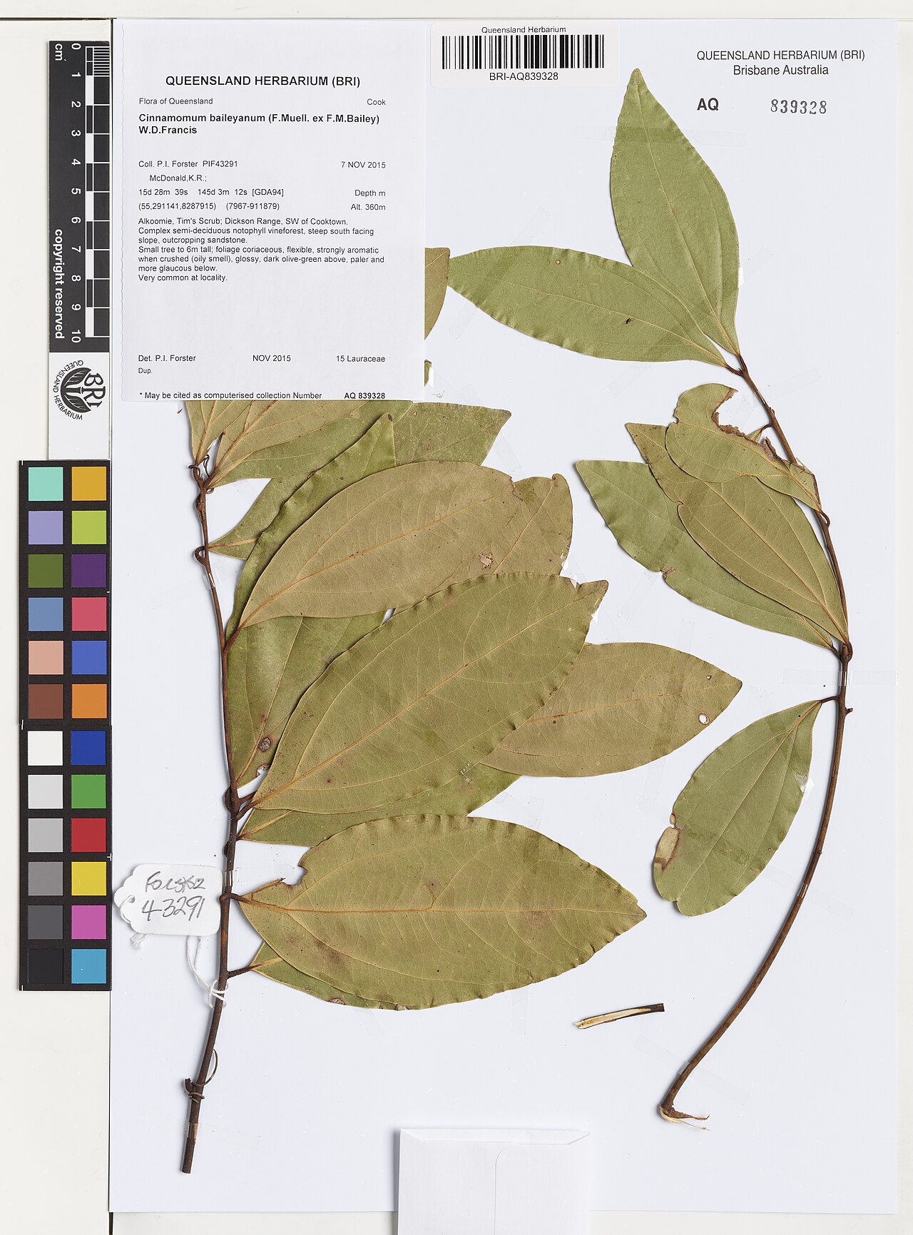 Cinnamomum baileyanum: Cinnamomum baileyanum herbarium specimen AQ839328
