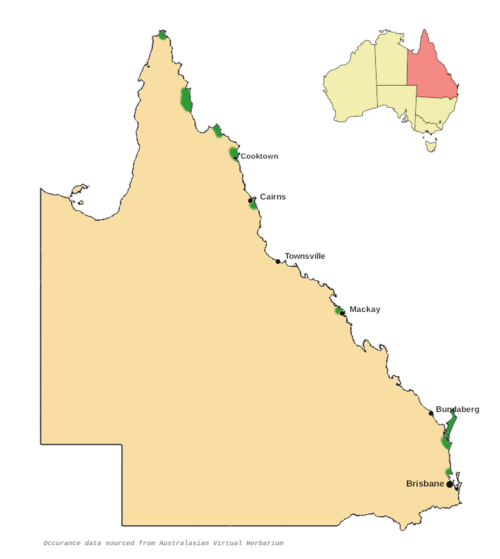 Cinnamomum baileyanum: Cinnamomum baileyanum distribution map