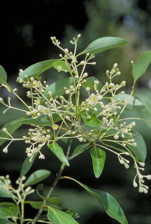 Cinnamomum baileyanum: Cinnamomum baileyanum inflorescence