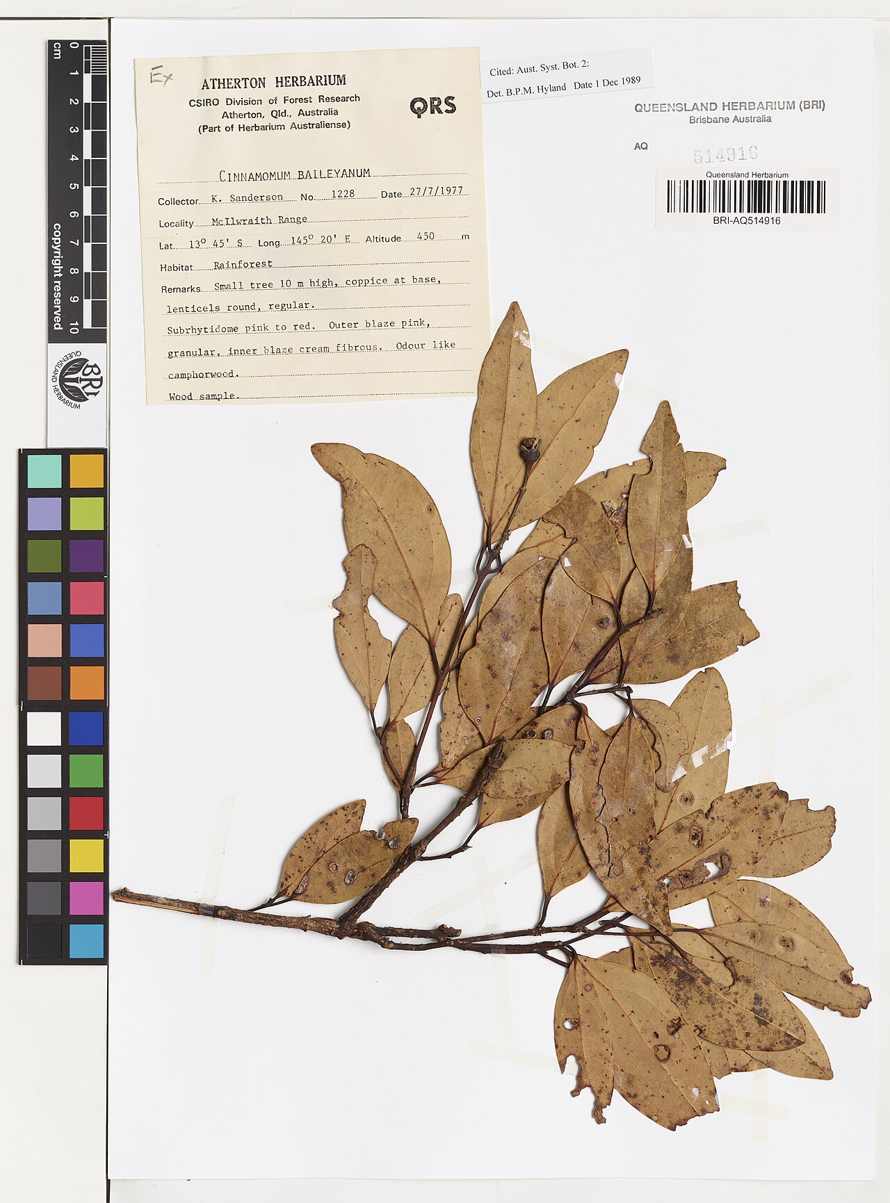 Cinnamomum baileyanum: Cinnamomum baileyanum herbarium specimen AQ514916