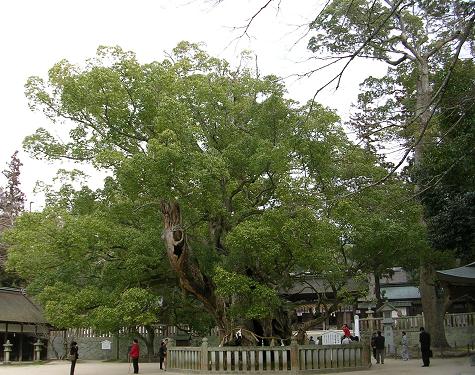 Camphor laurel (Cinnamomum camphora)