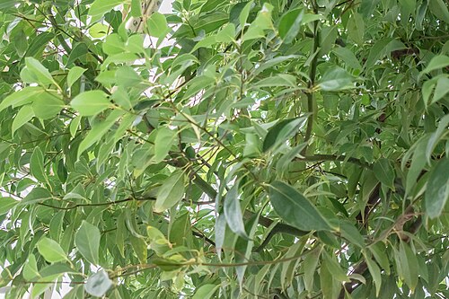 Camphor laurel: Camphora officinarum in the Palm House Schönbrunn in Vienna , Austria