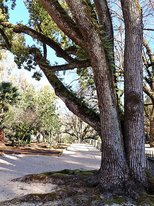 Camphor laurel: Camphora officinarum in the Jardim Botânico da Universidade de Coimbra, Portugal