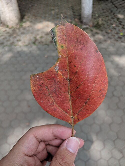 Camphor laurel: Camphora officinarum , photographed in Central China Normal University, Wuhan, Hubei Province, China