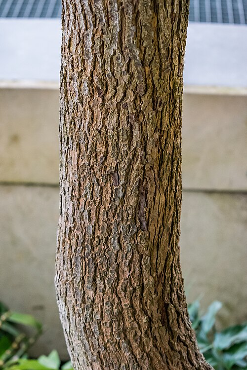 Camphor laurel: Camphora officinarum in the Palm House Schönbrunn in Vienna , Austria