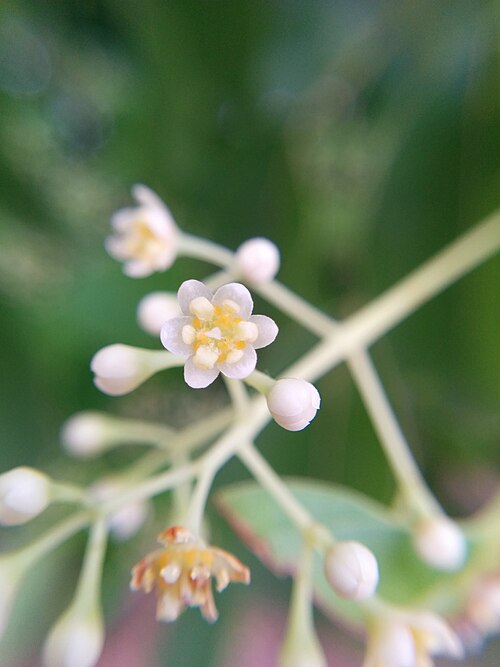 Camphor laurel: Camphora officinarum , photographed in Central China Normal University, Wuhan, Hubei Province, China