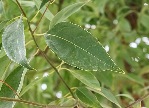 Camphor laurel: Camphora officinarum in the Palm House Schönbrunn in Vienna , Austria