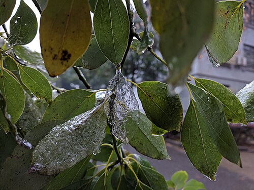 Camphor laurel: Camphora officinarum , photographed in Central China Normal University, Wuhan, Hubei Province, China