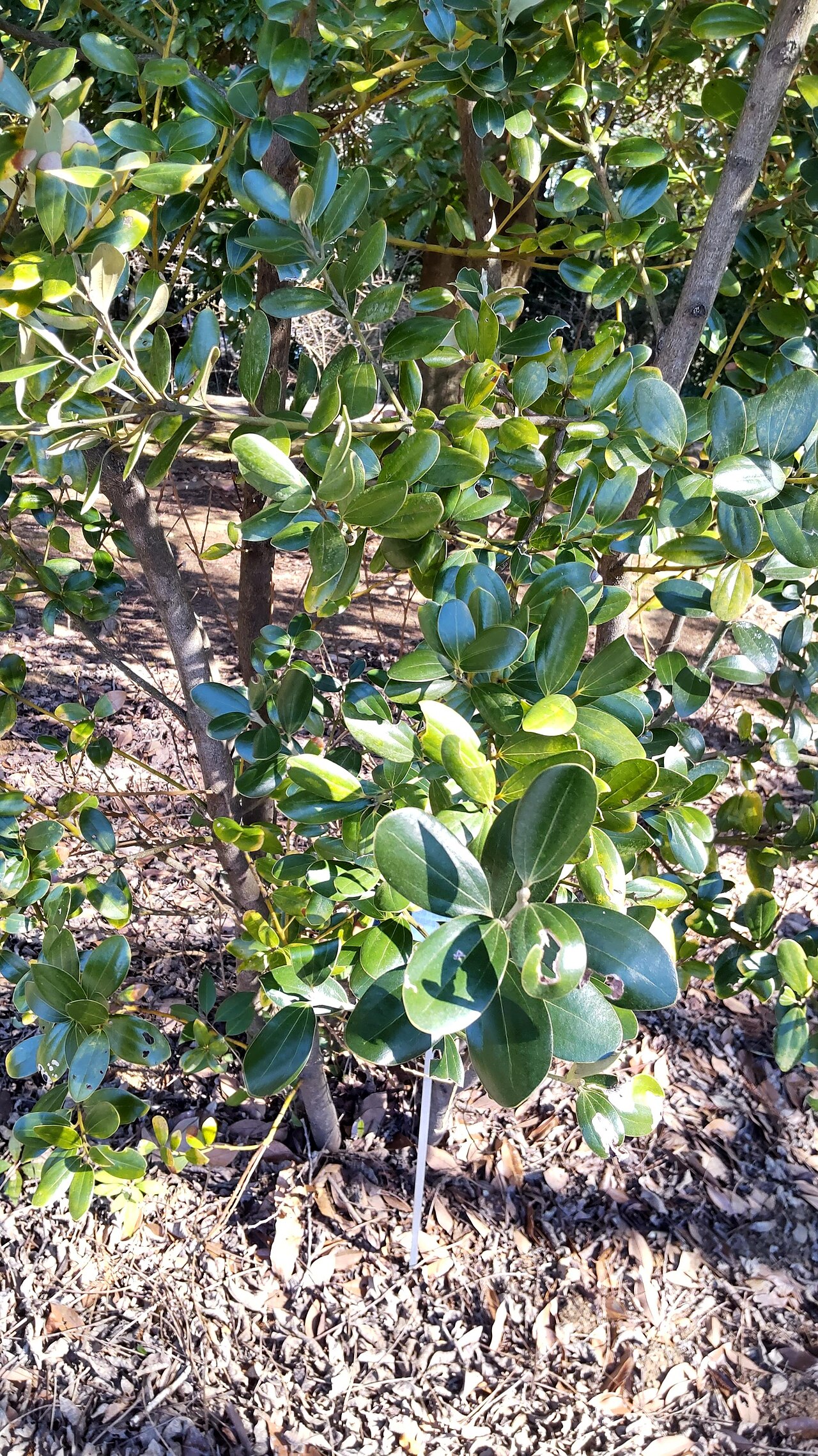 Cinnamomum daphnoides: マルバニッケイの写真