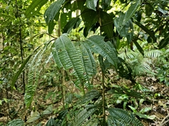 Cinnamomum javanicum (Cinnamomum javanicum)