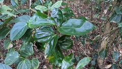 Cinnamomum kotoense (Cinnamomum kotoense)