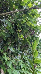Cinnamomum kotoense (Cinnamomum kotoense)