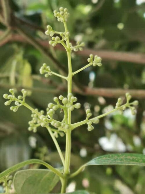 Cinnamomum kotoense: Taiwan endemic species. Photo taken in Taichung, Taiwan.