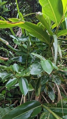 Cinnamomum kotoense (Cinnamomum kotoense)