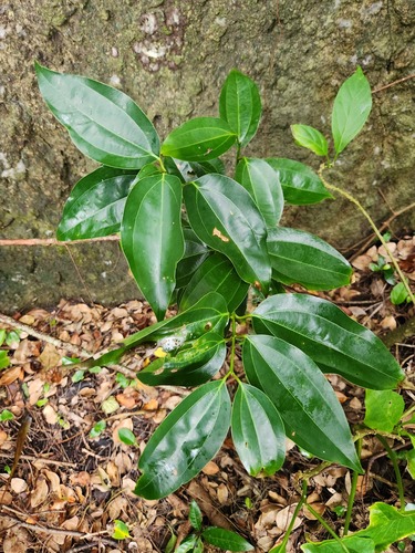Cinnamomum kotoense (Cinnamomum kotoense)