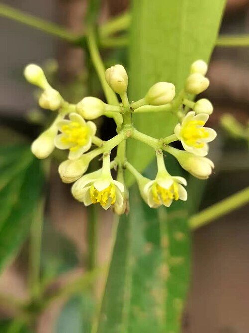 Cinnamomum kotoense: Taiwan endemic species. Photo taken in Taichung, Taiwan.