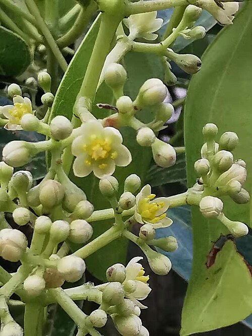 Cinnamomum kotoense: Taiwan endemic species. Photo taken in Taichung, Taiwan.