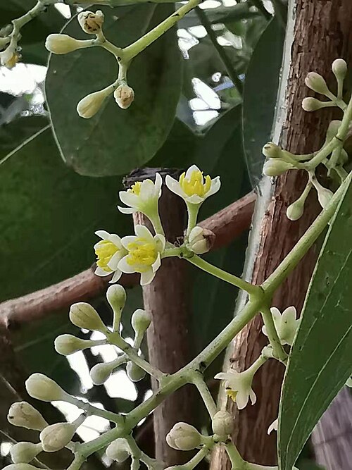 Cinnamomum kotoense: Taiwan endemic species. Photo taken in Taichung, Taiwan.