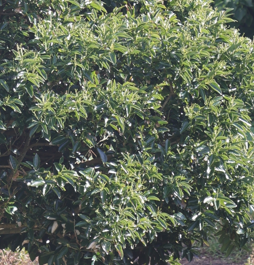 Cinnamomum kotoense (Cinnamomum kotoense)