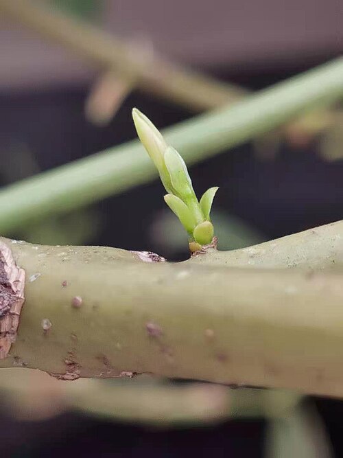 Cinnamomum kotoense: Taiwan endemic species. Photo taken in Taichung, Taiwan.