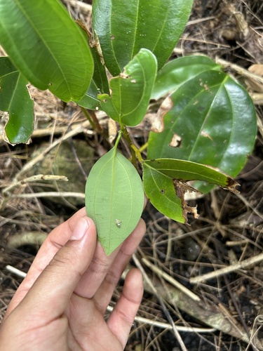 Cinnamomum kotoense (Cinnamomum kotoense)