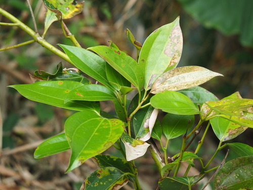 Cinnamomum kotoense (Cinnamomum kotoense)